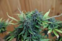 Sweet Seeds Jack 47 Auto - ein Foto von lemur108