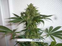 Sweet Seeds Mohan Ram - ein Foto von merlin