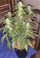 Sweet Seeds +Speed Auto - ein Foto von Rasterman