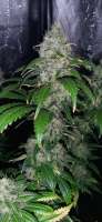 Sweet Seeds Psicodelicia - ein Foto von pillow82