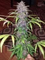 Bild von Grower211 (Red Poison Auto)