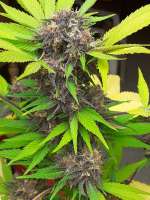 Bild von zoobzoob23 (Red Strawberry Banana Auto)