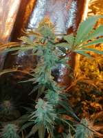 Sweet Seeds S.A.D. Sweet Afgani Delicious S1 - ein Foto von Hempsmoke