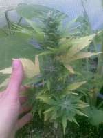 Sweet Seeds Speed Devil Auto - ein Foto von masterofthegoons