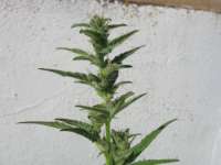 Sweet Seeds Speed Devil Auto - ein Foto von misty