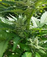 Bild von dieselryder82 (Sweet Cheese Auto)