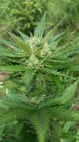 Bild von dieselryder82 (Sweet Cheese Auto)