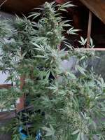 Sweet Seeds Sweet Cheese F1 Fast Version - ein Foto von ossi420