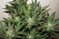 Bild von kerbiili (Sweet Skunk Auto)