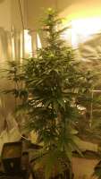 Sweet Seeds Sweet Skunk Auto - ein Foto von Tomliboo