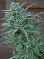 Sweet Seeds Sweet Skunk F1 Fast Version - ein Foto von Pupiset