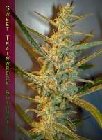 Sweet Seeds Sweet Trainwreck Auto - ein Foto von StrainTrain