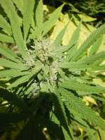 SwissSeeds Purpurea Ticinensis - ein Foto von lttmk