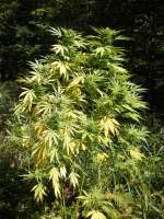 SwissSeeds Purpurea Ticinensis - ein Foto von lttmk