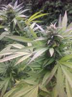 SwissSeeds Skyflight - ein Foto von Deadbeat