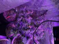 TH Seeds Bubblegum - ein Foto von Scottiboy