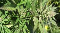 TH Seeds Bubblegum - ein Foto von funkycheesywhiteboy