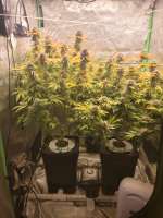 TH Seeds Bubblegum - ein Foto von thedwcguy