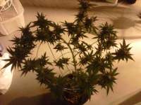 Bild von bonedady (Burmese Kush)