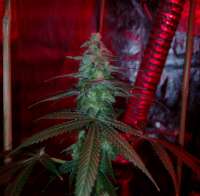 TH Seeds Chocolate Chunk - ein Foto von NachoEvans