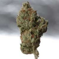 TH Seeds Cold Creek Kush - ein Foto von admin