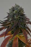 TH Seeds DarkStar - ein Foto von Deadhead89