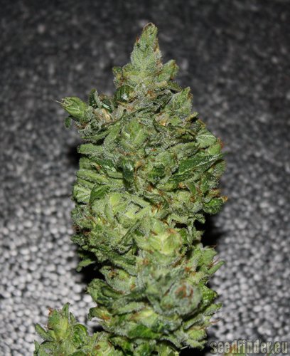 TH Seeds DarkStar