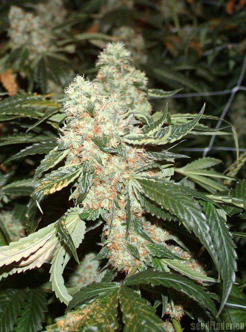 TH Seeds DarkStar