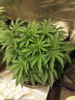 TH Seeds French Cookies - ein Foto von DannyG