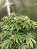 TH Seeds French Cookies - ein Foto von DannyG