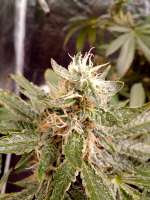 TH Seeds Gelato33 x Strawbanana Cream - ein Foto von SOMGO