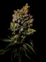 TH Seeds Heavy Duty Fruity - ein Foto von Farma