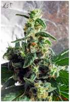 TH Seeds Heavy Duty Fruity - ein Foto von DrDoom