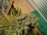 TH Seeds Kushage - ein Foto von loveweed27