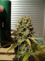 TH Seeds Kushage - ein Foto von loveweed27