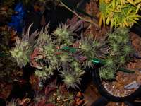 TH Seeds London Mint Cake - ein Foto von BigLug