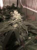 TH Seeds Mk-Ultra - ein Foto von levi80k