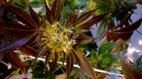 TH Seeds S.A.G.E. - ein Foto von loveweed27