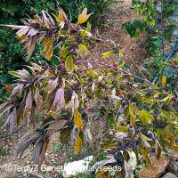 Bild von TerpyZ (V9 Tiger Violetta SWAG variegata )