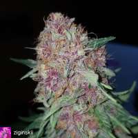 The Bakery Genetics Chloe Simone - ein Foto von Thebakerygenetics