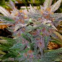 The Bakery Genetics Pink Purpz - ein Foto von Thebakerygenetics