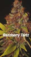 The Bakery Genetics Razzberry Tartz - ein Foto von Thebakerygenetics