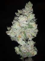 Bild von BuddyJunior420 (Samoa Kush)