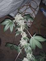 Bild von BuddyJunior420 (Samoa Kush)