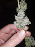 Bild von BuddyJunior420 (Samoa Kush)