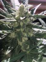 Bild von CaliWDD81 (Angry Gorilla Auto)