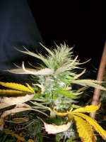 The Bulldog Seeds Blue Dream - ein Foto von BlueFox