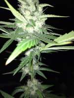 Bild von LemiAten (Sour Diesel)