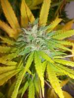 Bild von Ramses (Alien OG)