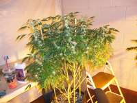 Bild von greyfox (Corleone Kush)